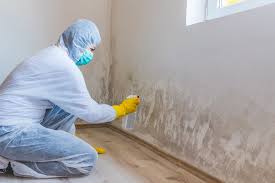 Best Basement Mold Removal in Earlington, KY