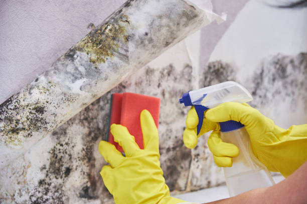 Best Commercial Mold Inspection in Earlington, KY